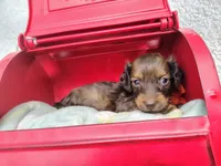 Long hair-Peanut Butter , a male Miniature Dachshund for sale in Coleman, TX – 3 of 5