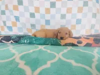 Cookie, a female Golden Retriever for sale in Coleman, TX – 4 of 5