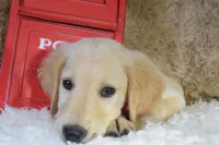 Maroon, a female Golden Retriever for sale in Coleman, TX – 8 of 10