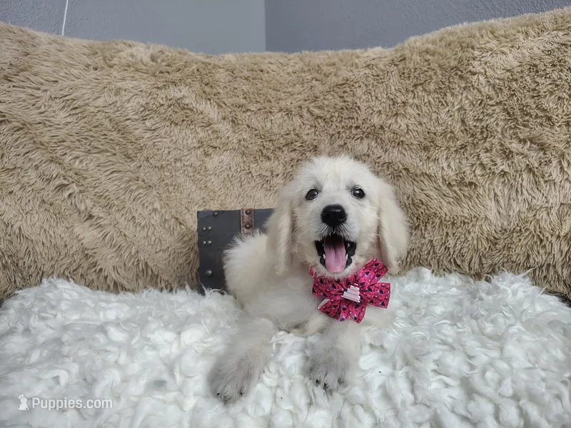 Magenta  – Goldendoodle puppy for sale in Coleman, TX