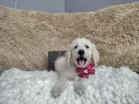 Magenta , a female Goldendoodle for sale in Coleman, TX – 1 of 6