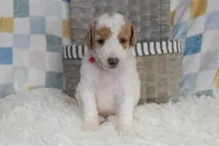 Red Collar, a male Goldendoodle for sale in Coleman, TX – 6 of 6