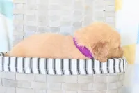 Dark purple, a female Golden Retriever for sale in Coleman, TX – 2 of 3