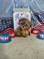 McLaren, a male Maltipoo for sale in Coleman, TX – 2 of 6
