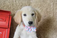 Peach, a female Golden Retriever for sale in Coleman, TX – 4 of 10