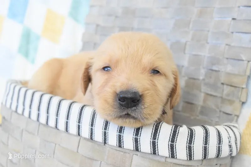 Brown – Golden Retriever puppy for sale in Coleman, TX