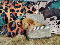 Orange-Standard, a male Goldendoodle for sale in Coleman, TX – 5 of 6