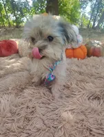 Teacup -McLaren-Weekend Sale! , a male Maltipoo for sale in Coleman, TX – 4 of 7