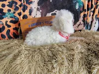 Purple-Standard, a female Goldendoodle for sale in Coleman, TX – 5 of 5