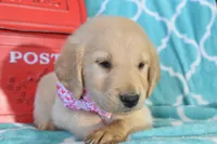 Pink, a female Golden Retriever for sale in Coleman, TX – 5 of 6