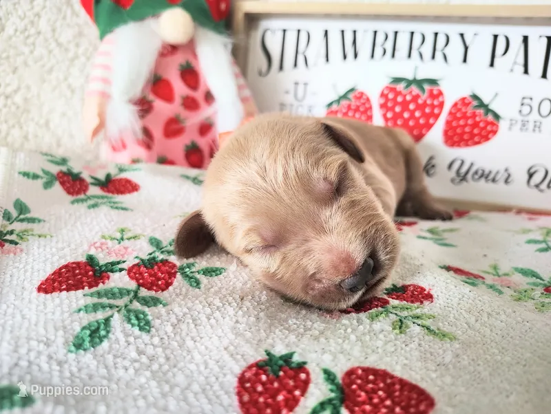 Orange – Golden Retriever puppy for sale in Coleman, TX