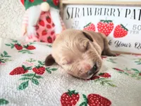 Orange, a male Golden Retriever for sale in Coleman, TX – 1 of 4