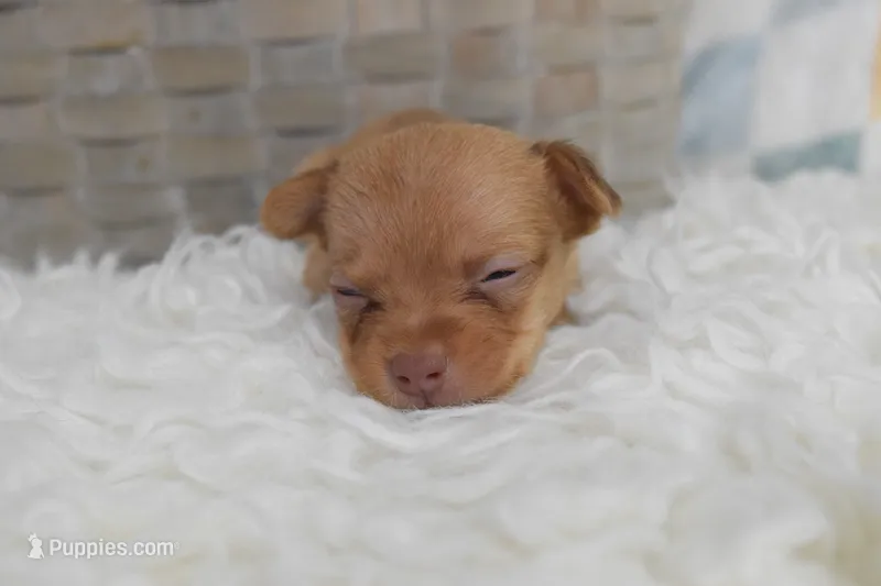 Lilac – Chihuahua puppy for sale in Coleman, TX