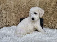 Green, a male Goldendoodle for sale in Coleman, TX – 7 of 7
