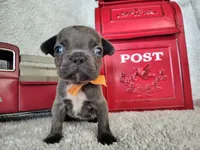 Orange collar, a male French Bulldog for sale in Coleman, TX – 2 of 5