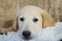 Purple, a female Golden Retriever for sale in Coleman, TX – 5 of 10