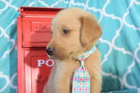 Baby Blue, a male Golden Retriever for sale in Coleman, TX – 2 of 4