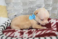 Baby blue , a male Chihuahua for sale in Coleman, TX – 3 of 5