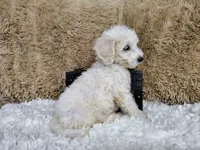 Green, a male Goldendoodle for sale in Coleman, TX – 4 of 7