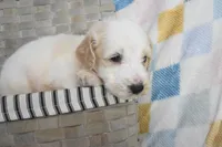 Baby blue, a male Goldendoodle for sale in Coleman, TX – 2 of 5