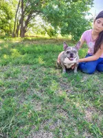 Elsa, a female French Bulldog for sale in Coleman, TX – 1 of 4