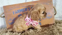 Pink, a female Cavalier King Charles Spaniel for sale in Coleman, TX – 2 of 4