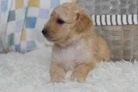 Orange , a male Goldendoodle for sale in Coleman, TX – 2 of 7