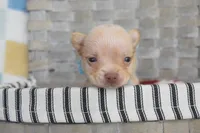 Baby blue , a male Chihuahua for sale in Coleman, TX – 4 of 5