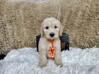 Orange, a male Goldendoodle for sale in Coleman, TX – 3 of 4