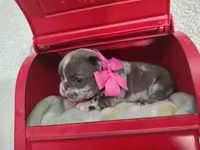 Diamond , a female French Bulldog for sale in Coleman, TX – 2 of 6