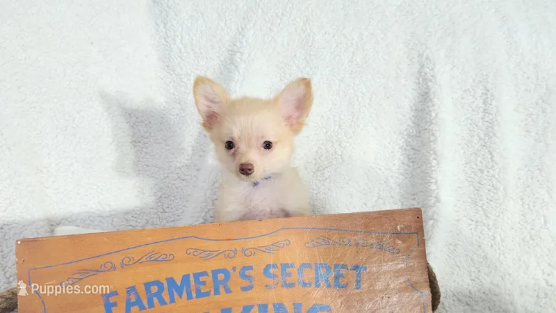 Dark blue – Chihuahua puppy for sale in Coleman, TX