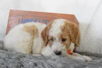 Green, a male Miniature Goldendoodle for sale in Coleman, TX – 5 of 6
