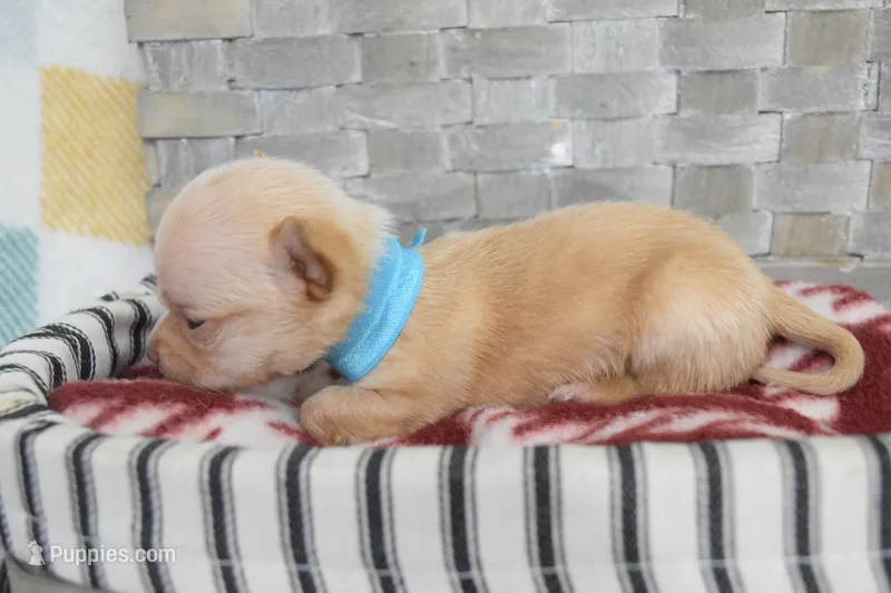 Baby blue  – Chihuahua puppy for sale in Coleman, TX