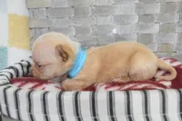 Baby blue , a male Chihuahua for sale in Coleman, TX – 1 of 5