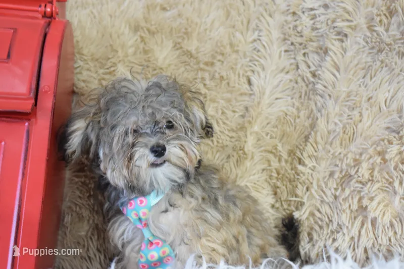 McLaren – Maltipoo puppy for sale in Coleman, TX