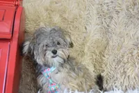 Teacup -McLaren, a male Maltipoo for sale in Coleman, TX – 3 of 7