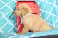 Baby Blue, a male Golden Retriever for sale in Coleman, TX – 4 of 4