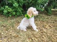 Orange-Standard, a male Goldendoodle for sale in Weatherford, TX – 3 of 3