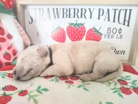 Green, a male Golden Retriever for sale in Coleman, TX – 4 of 4