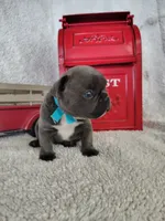 Blue, a male French Bulldog for sale in Coleman, TX – 4 of 6