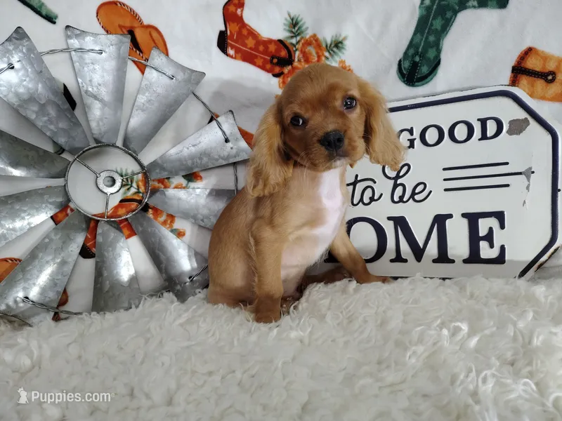Orange – Cavalier King Charles Spaniel puppy for sale in Coleman, TX