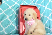 Pink, a female Golden Retriever for sale in Coleman, TX – 3 of 6