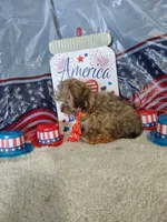 McLaren, a male Maltipoo for sale in Coleman, TX – 5 of 6