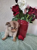 Hot cocoa , a male Chihuahua for sale in Coleman, TX – 5 of 8