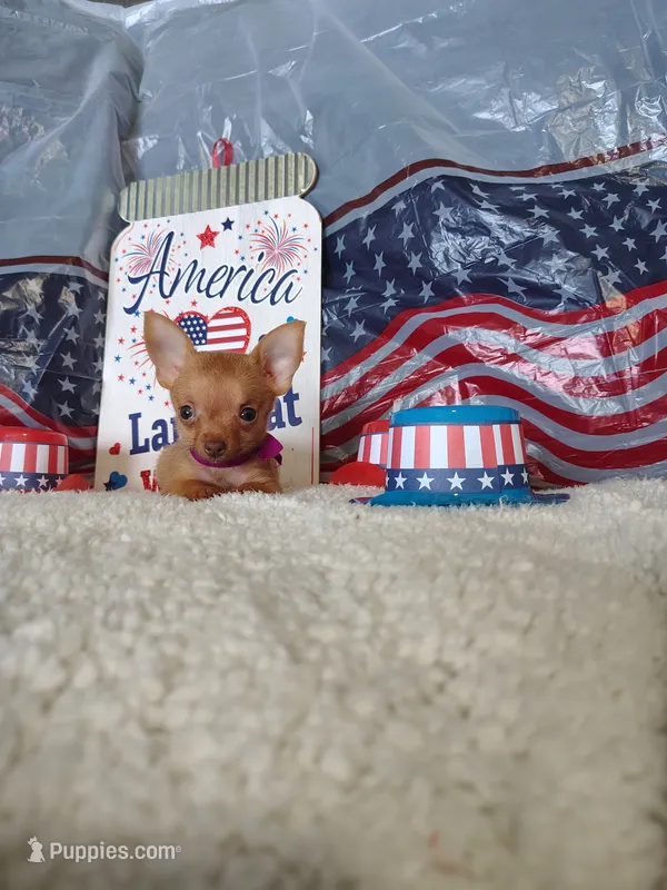 Purple – Chihuahua puppy for sale in Coleman, TX