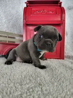 Blue, a male French Bulldog for sale in Coleman, TX – 3 of 6