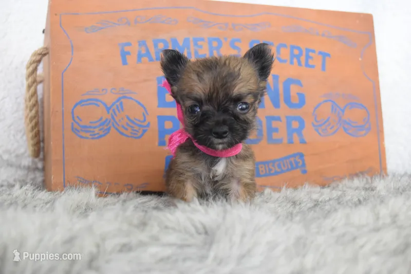 Light pink – Chihuahua puppy for sale in Coleman, TX