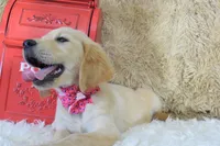 Maroon, a female Golden Retriever for sale in Coleman, TX – 6 of 10