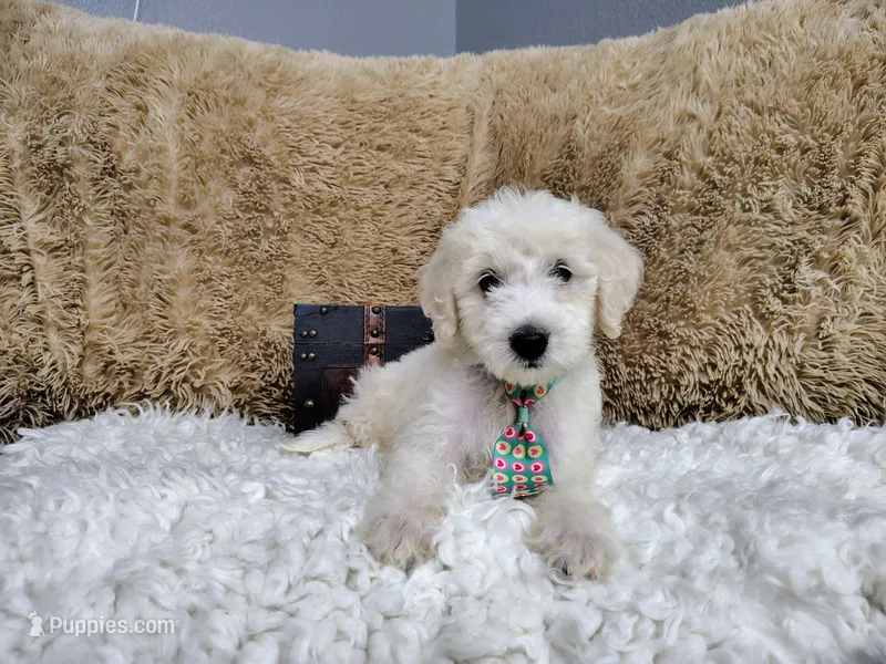Green – Goldendoodle puppy for sale in Coleman, TX