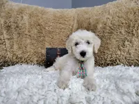 Green, a male Goldendoodle for sale in Coleman, TX – 1 of 7